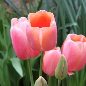 Menton Tulip (Tulipa Menton) Img 1